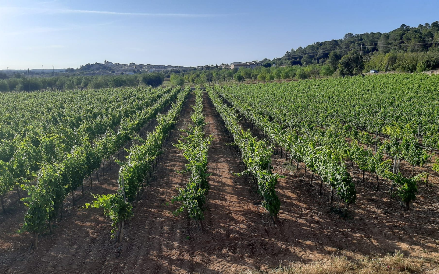 Commercial In Binissalem, Spain (352 M²)