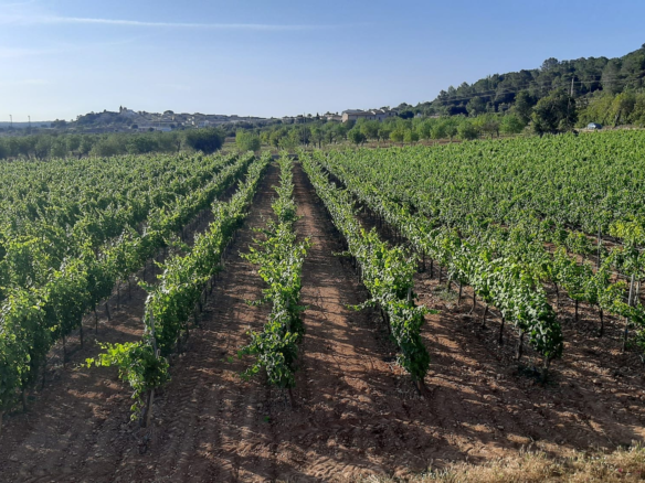 Commercial In Binissalem, Spain (352 M²)