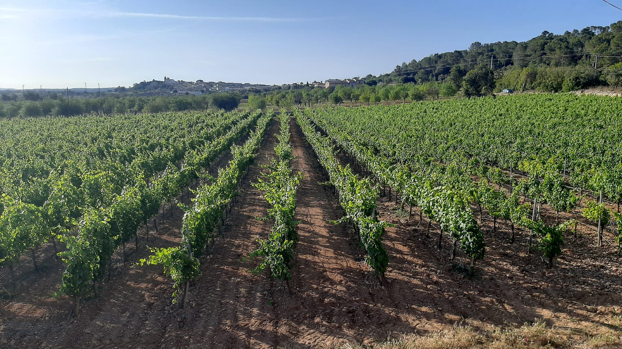 Commercial In Binissalem, Spain (352 M²)