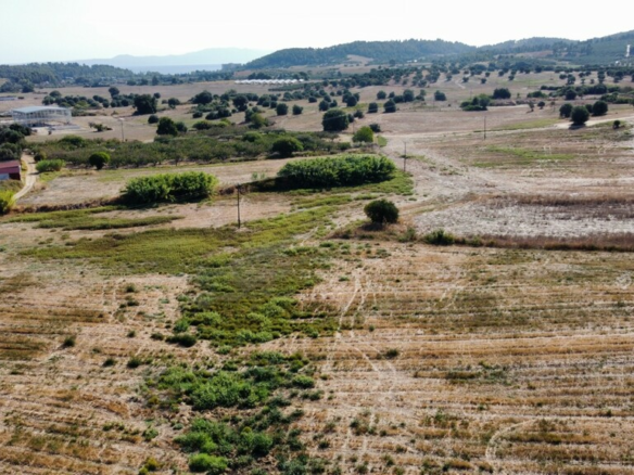 Land In Kassandra, Greece