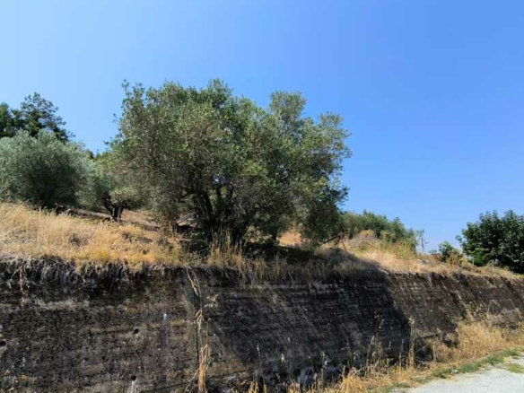 Land In Katerini, Greece