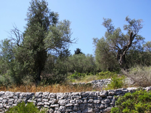 Land In Paxoi, Greece (6.410 M²)