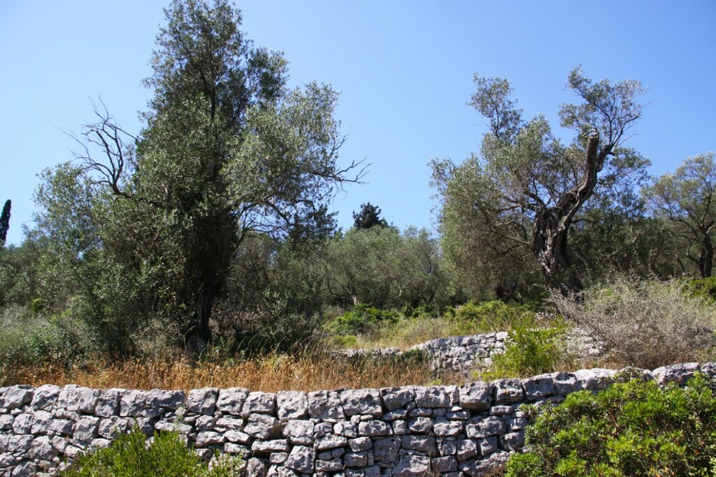 Land In Paxoi, Greece (6.410 M²)