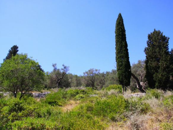 Land In Paxoi, Greece (6.410 M²)