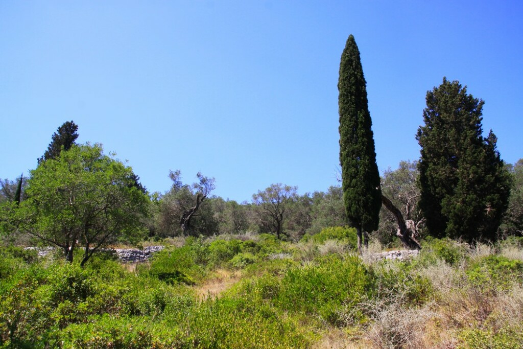 Land In Paxoi, Greece (6.410 M²)