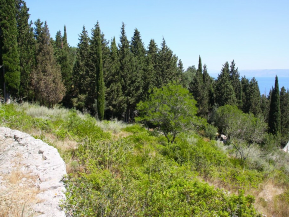 Land In Paxoi, Greece (6.410 M²)