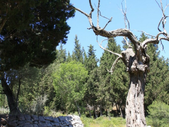 Land In Paxoi, Greece (6.410 M²)