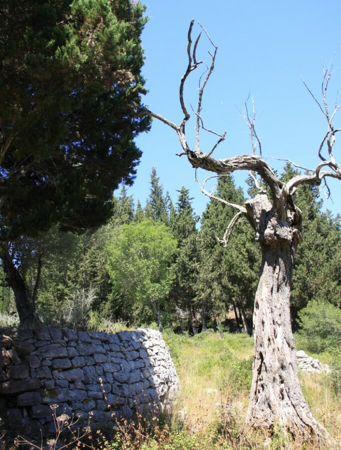 Land In Paxoi, Greece (6.410 M²)