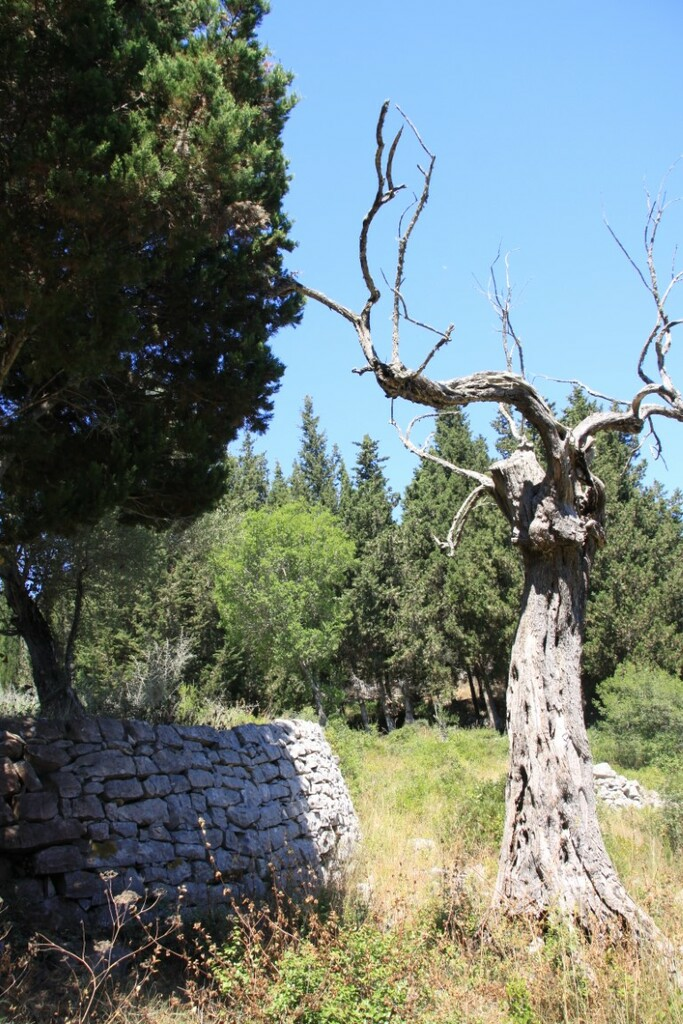 rpwn42yey0t-f99320 Land In Paxoi, Greece (6.410 M²)