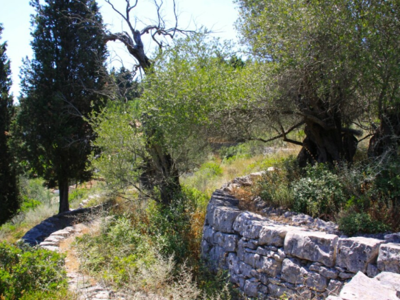 Land In Paxoi, Greece (6.410 M²)