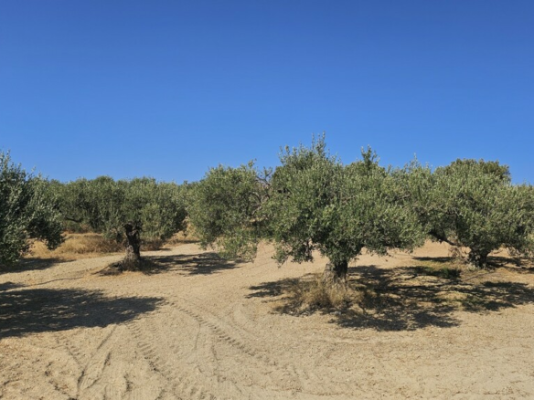 Land In Gouves, Greece