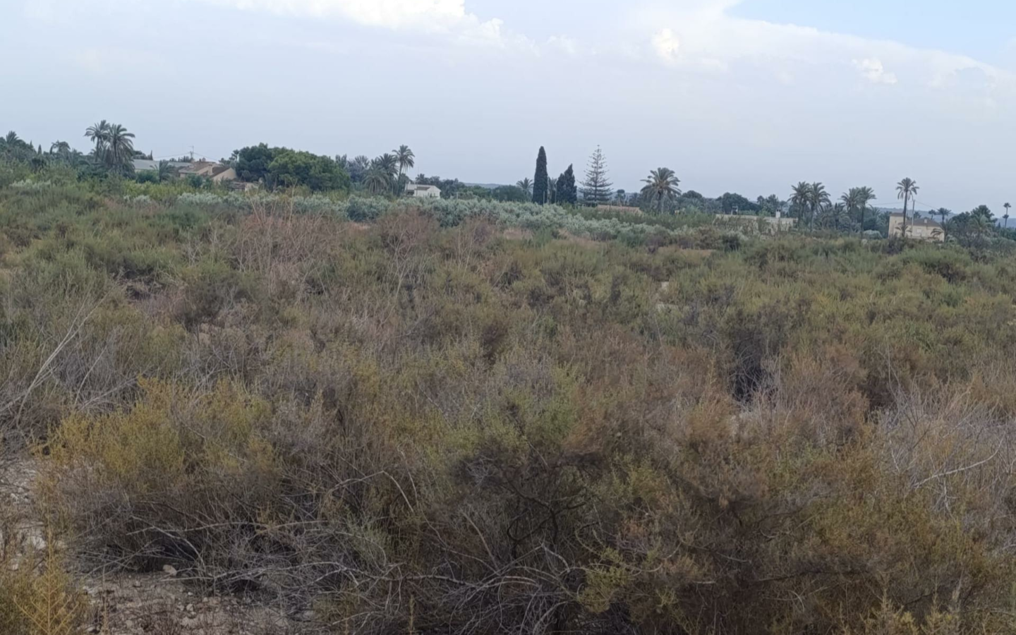 Land In Elche, Spain (10.500 M² Plot)