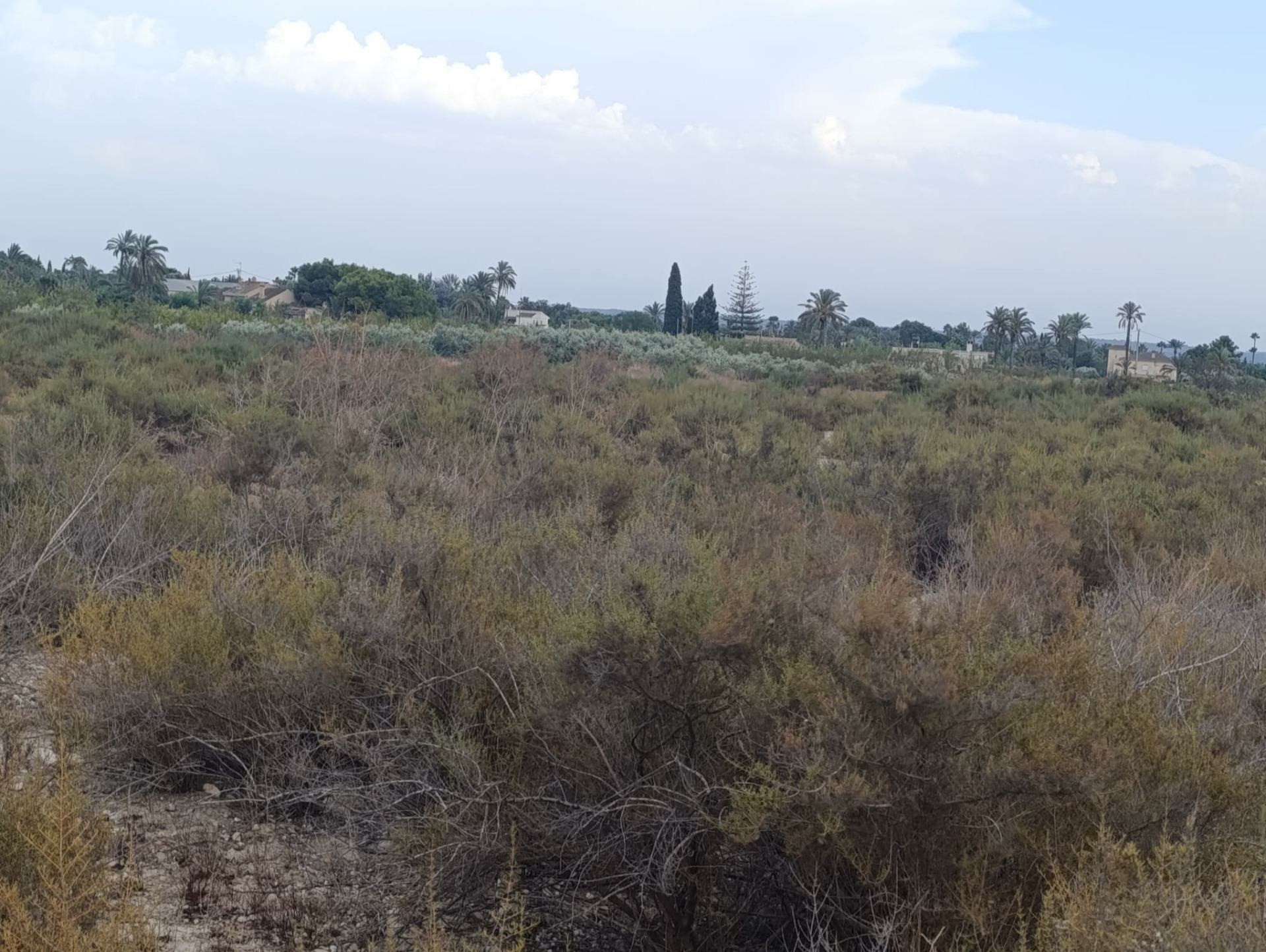 Land In Elche, Spain (10.500 M² Plot)