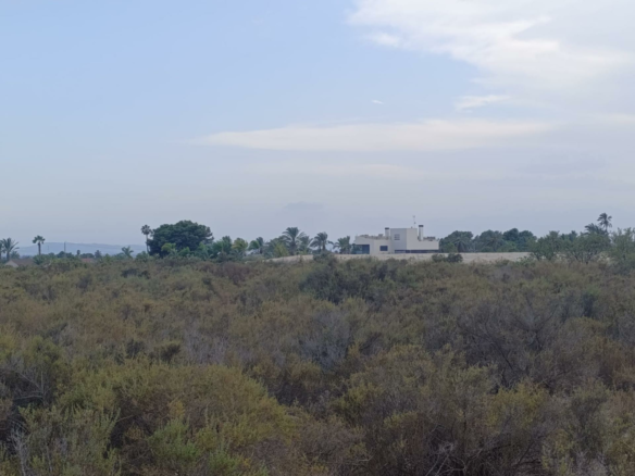 Land In Elche, Spain (10.500 M² Plot)