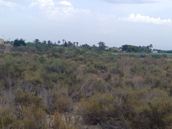 Land In Elche, Spain (10.500 M² Plot)