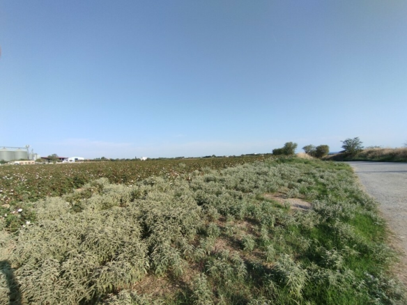 Land In Epanomi, Greece