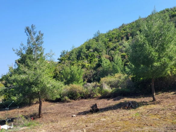 Land In Kassandra, Greece