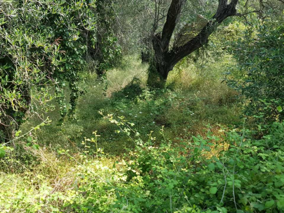Land In Corfu, Greece
