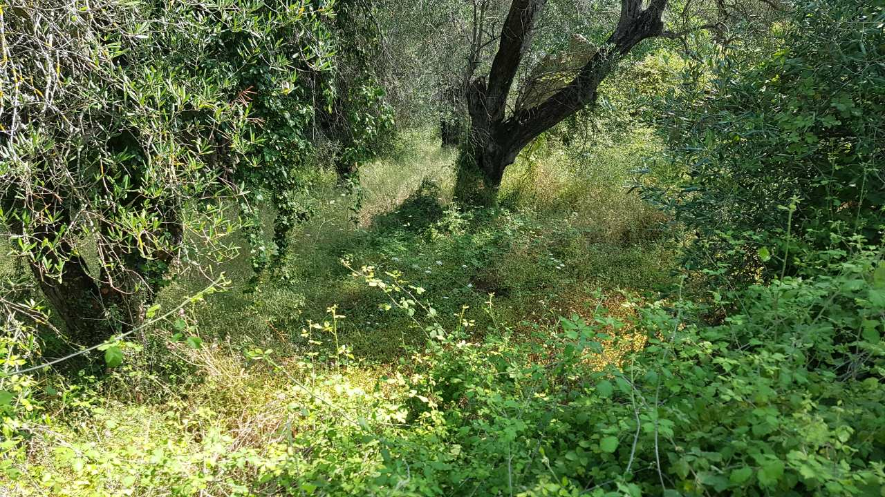 Land In Corfu, Greece