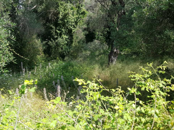 Land In Corfu, Greece
