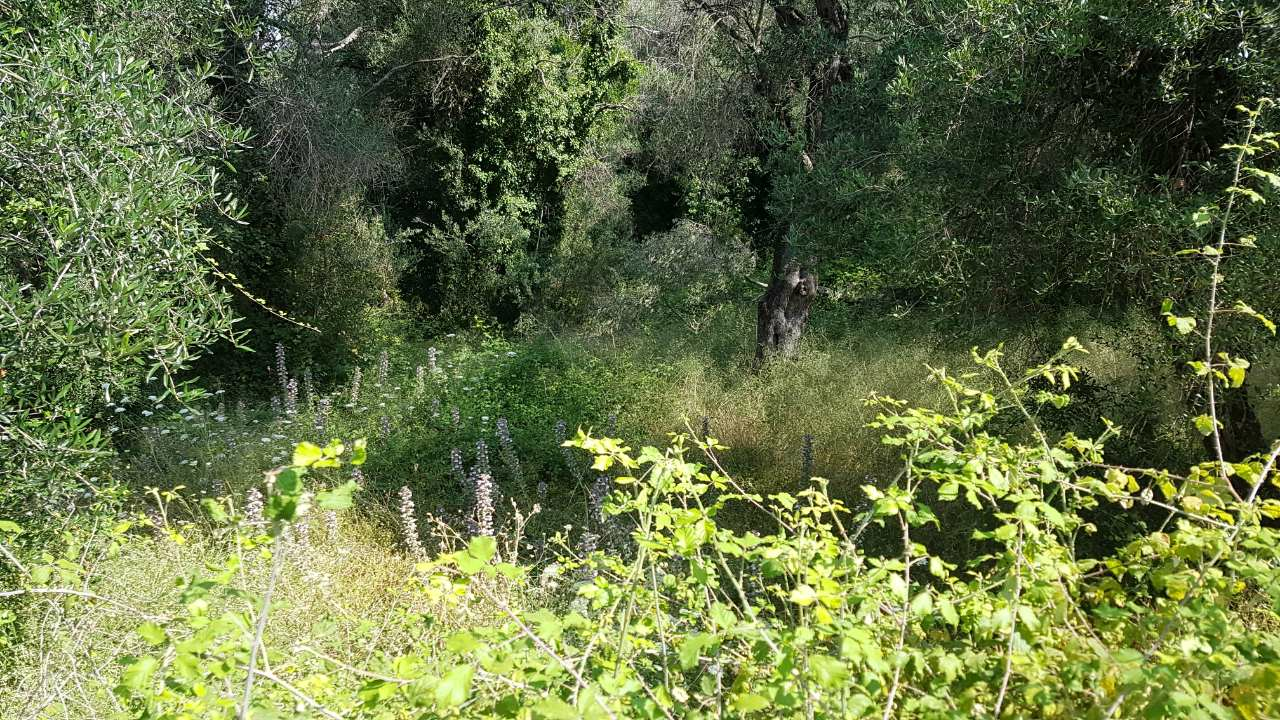 Land In Corfu, Greece