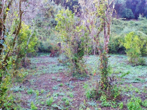 Land In Corfu, Greece