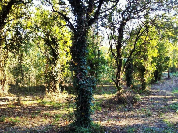 Land In Corfu, Greece