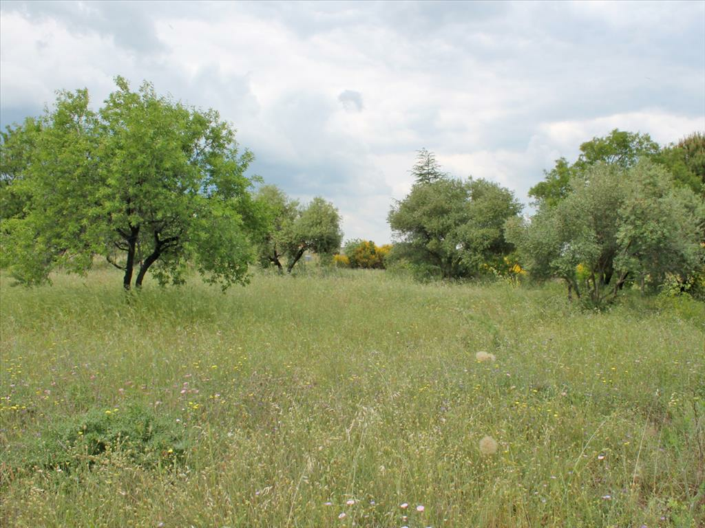 2-bedroom Detached House In Dion, Greece (320 M²)