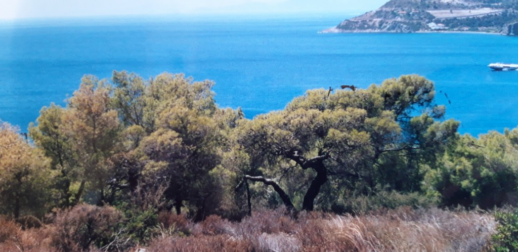 Land In Aegina, Greece