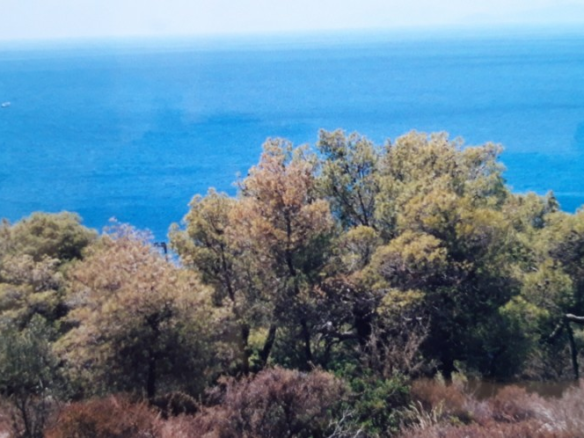 Land In Aegina, Greece