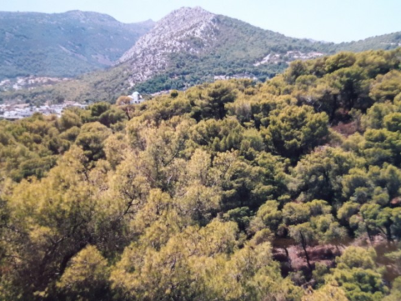 Land In Aegina, Greece