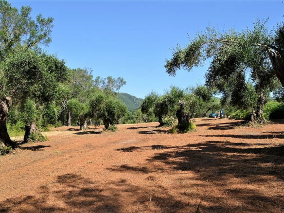 Land In Corfu, Greece