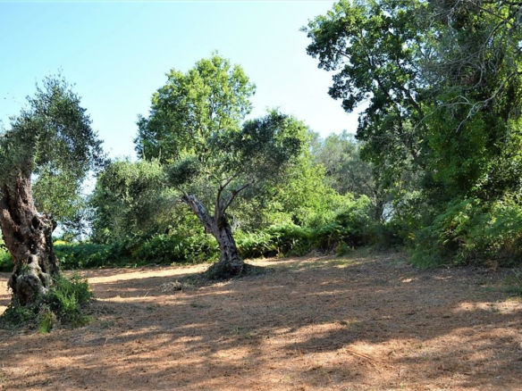 Land In Corfu, Greece