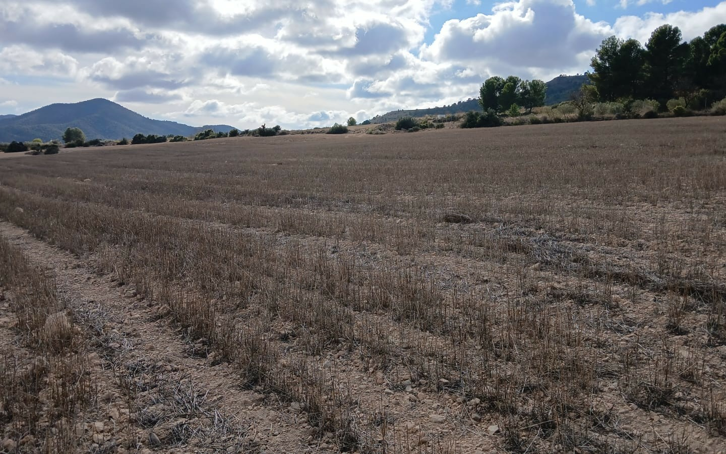 Land In Yecla, Spain (110.312 M² Plot)