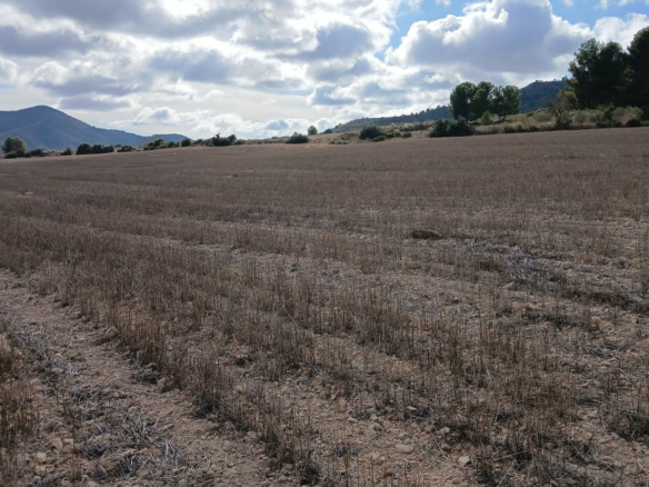 Land In Yecla, Spain (110.312 M² Plot)