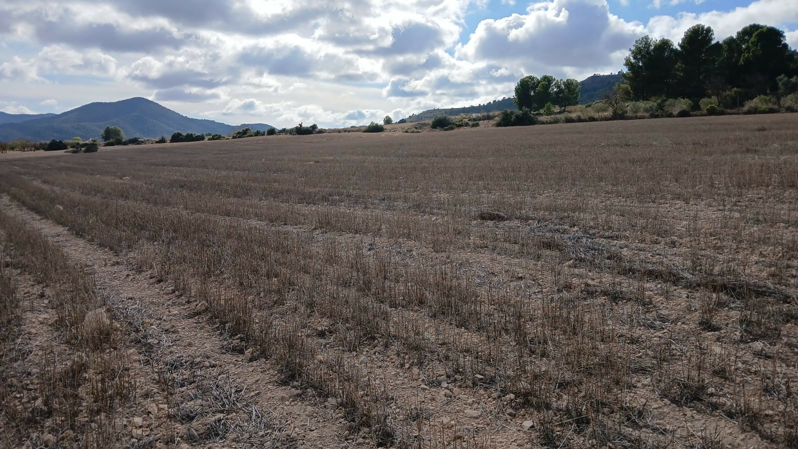 o_1jbka5aaj14rp1749181b1n9n16l22k-bc86e8 Land In Yecla, Spain (110.312 M² Plot)
