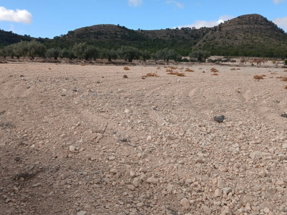 Land In Yecla, Spain (110.312 M² Plot)