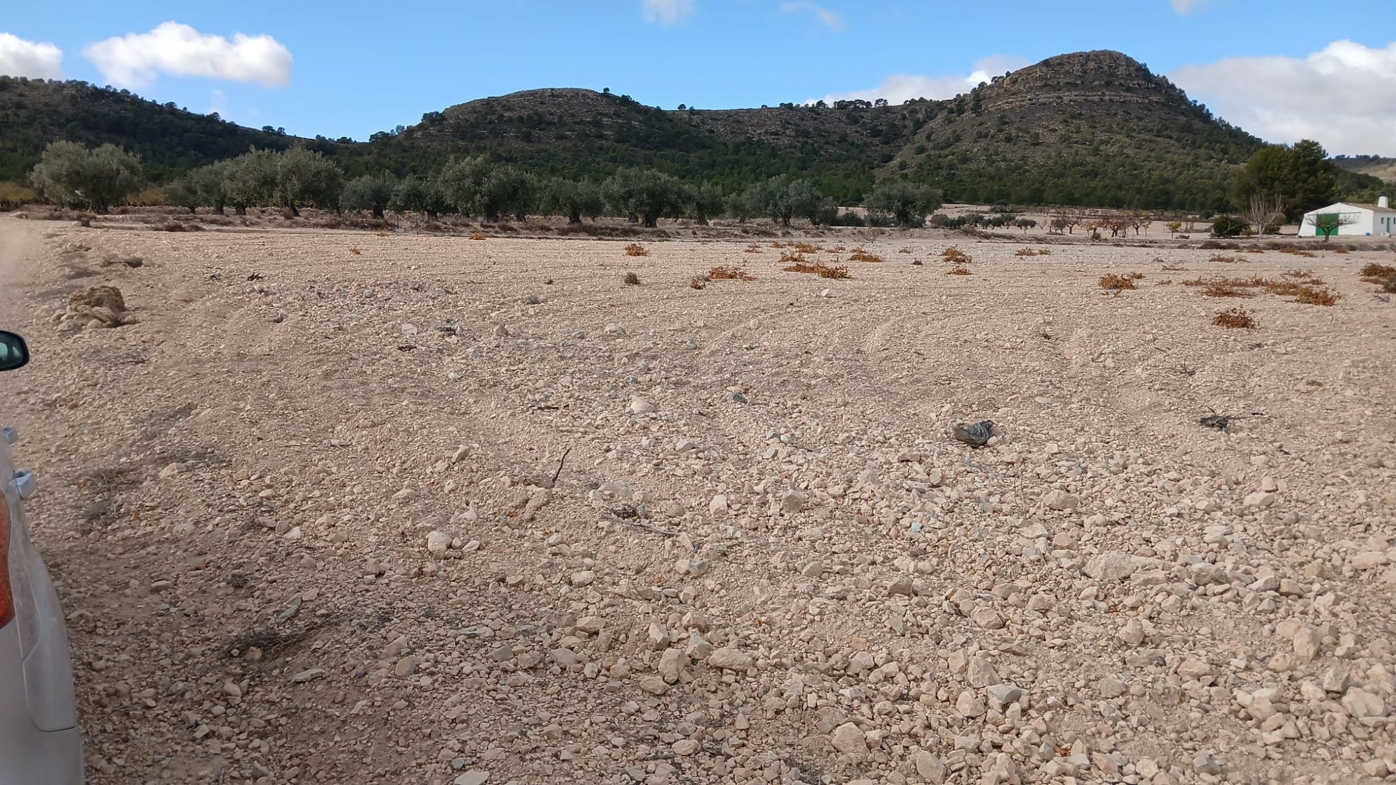 o_1jbka5aaj1elk1m4r1k501nenn82h-e56133 Land In Yecla, Spain (110.312 M² Plot)