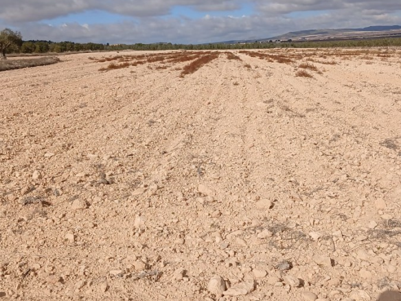 Land In Yecla, Spain (110.312 M² Plot)