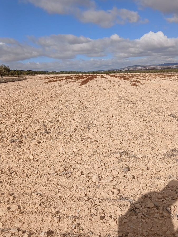 Land In Yecla, Spain (110.312 M² Plot)