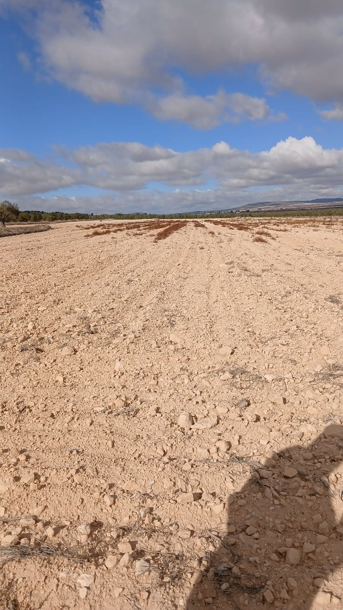 o_1jbka5aaj1f11eeh17qh1il3119127-2c266b Land In Yecla, Spain (110.312 M² Plot)