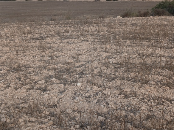 Land In Yecla, Spain (110.312 M² Plot)