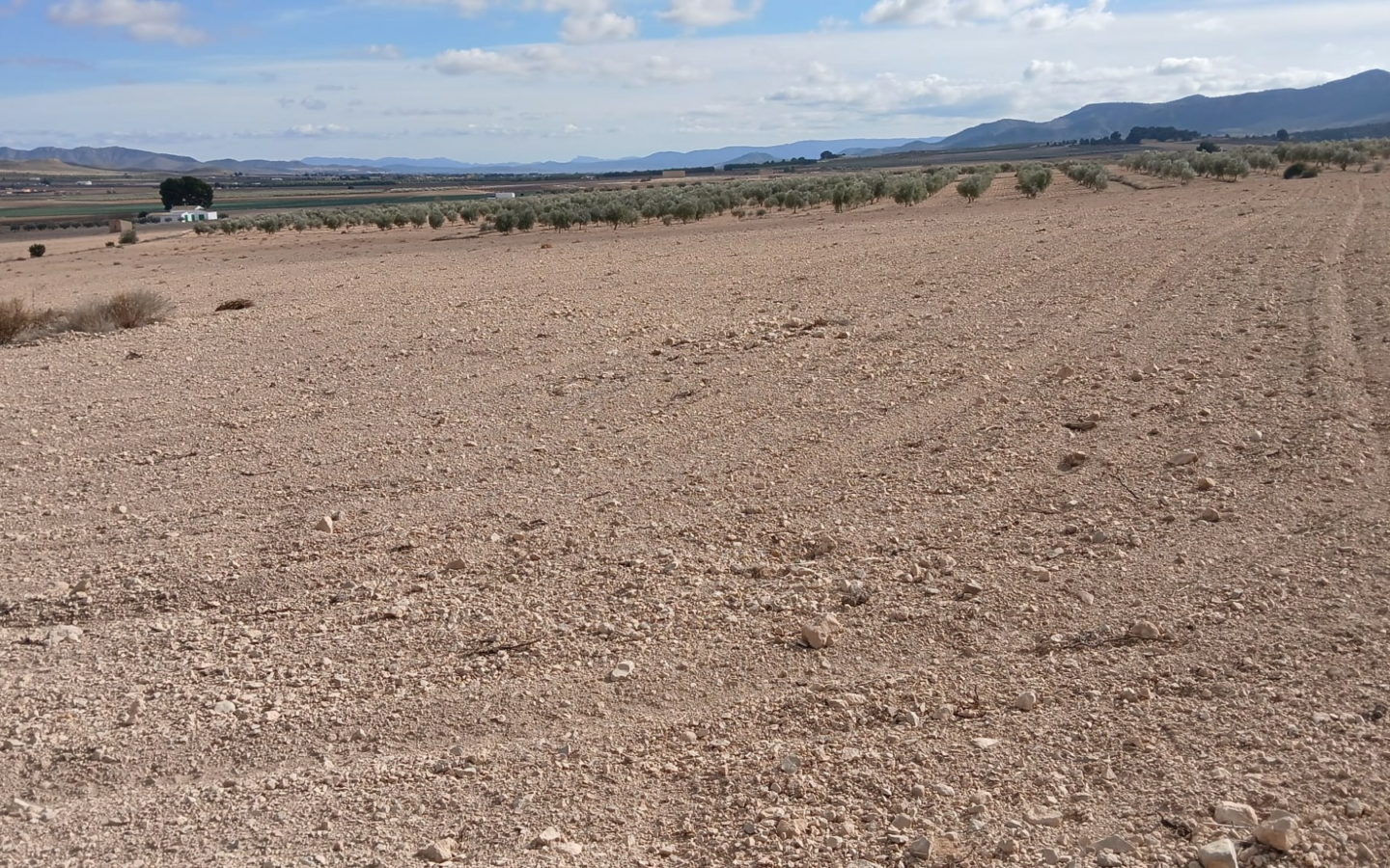 Land In Yecla, Spain (110.312 M² Plot)