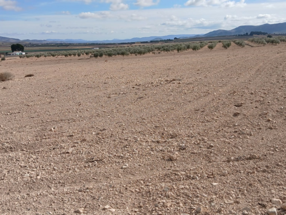Land In Yecla, Spain (110.312 M² Plot)
