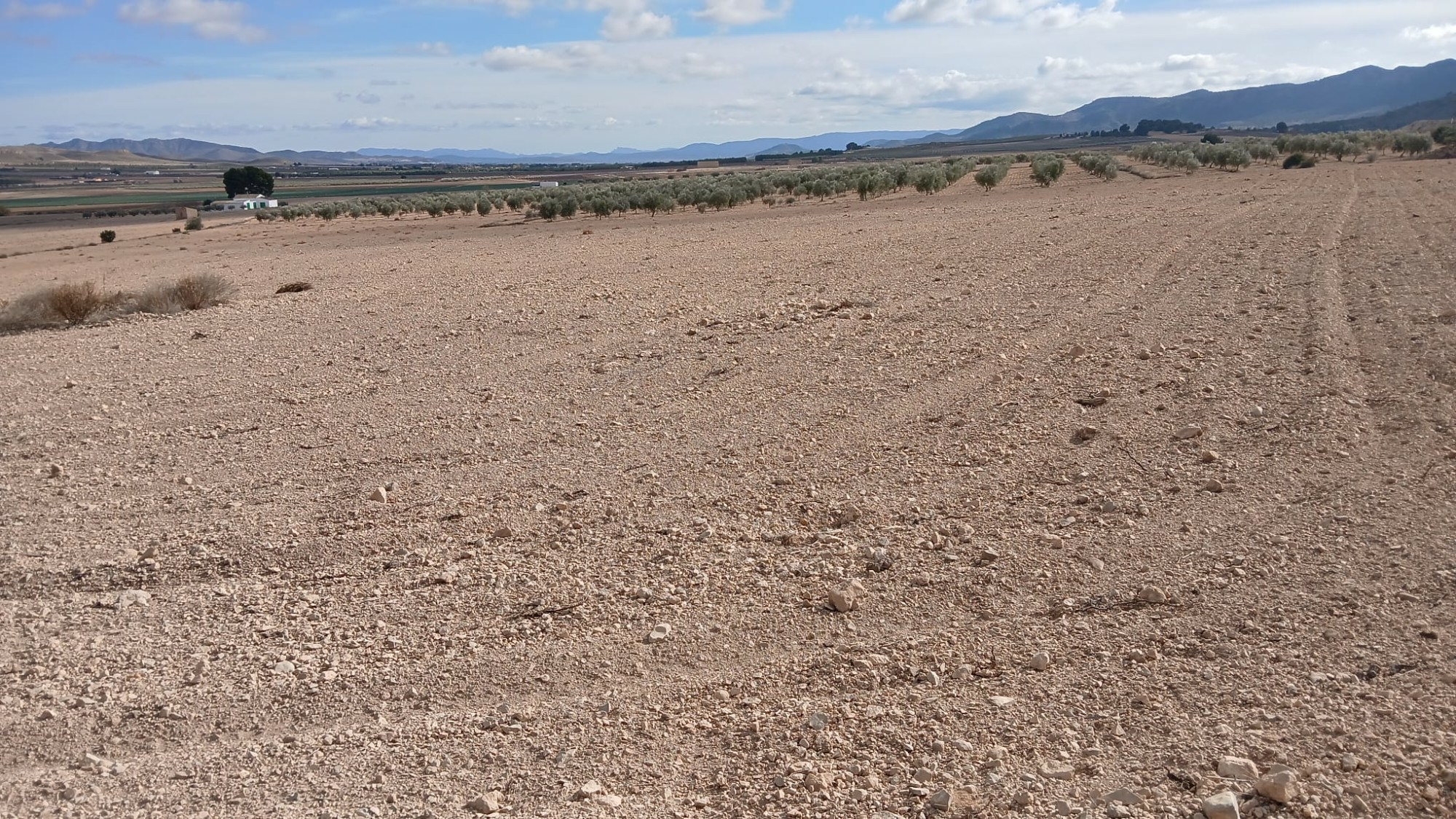 o_1jbka5aaje1l1iju10d3rt71vnk2i-aff2b9 Land In Yecla, Spain (110.312 M² Plot)