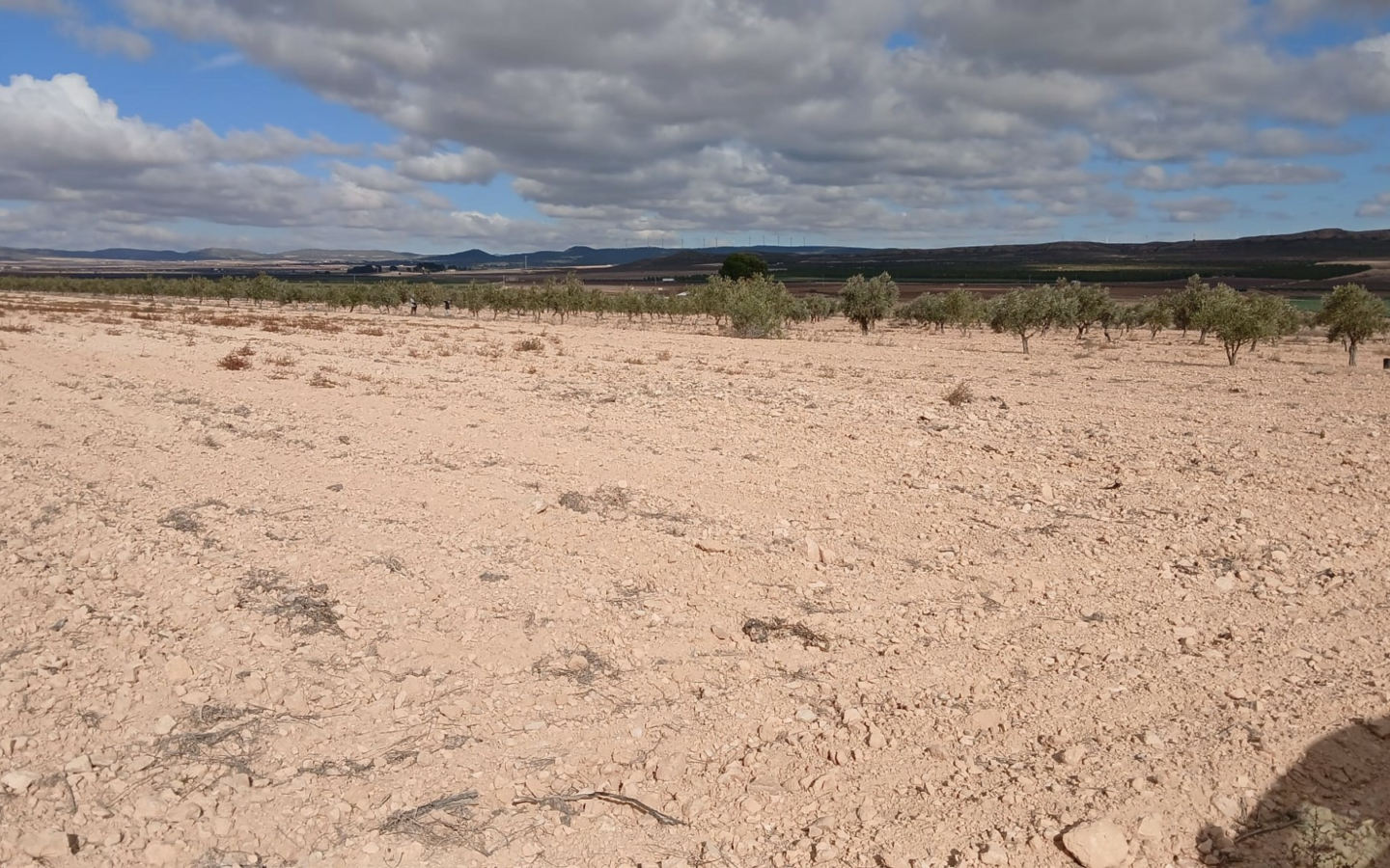 Land In Yecla, Spain (110.312 M² Plot)