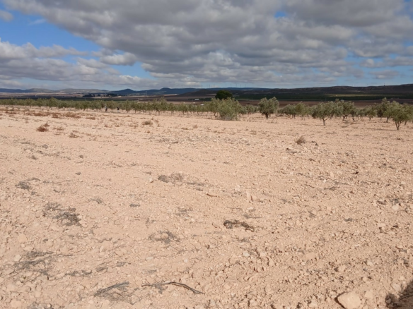 Land In Yecla, Spain (110.312 M² Plot)