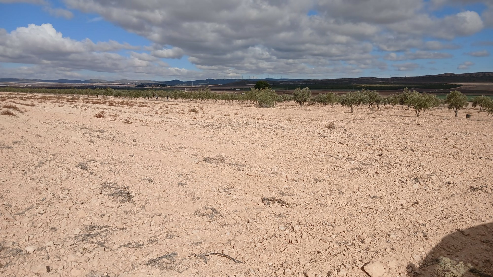 o_1jbka5aajg2e1vblunpkjhd928-c884f9 Land In Yecla, Spain (110.312 M² Plot)