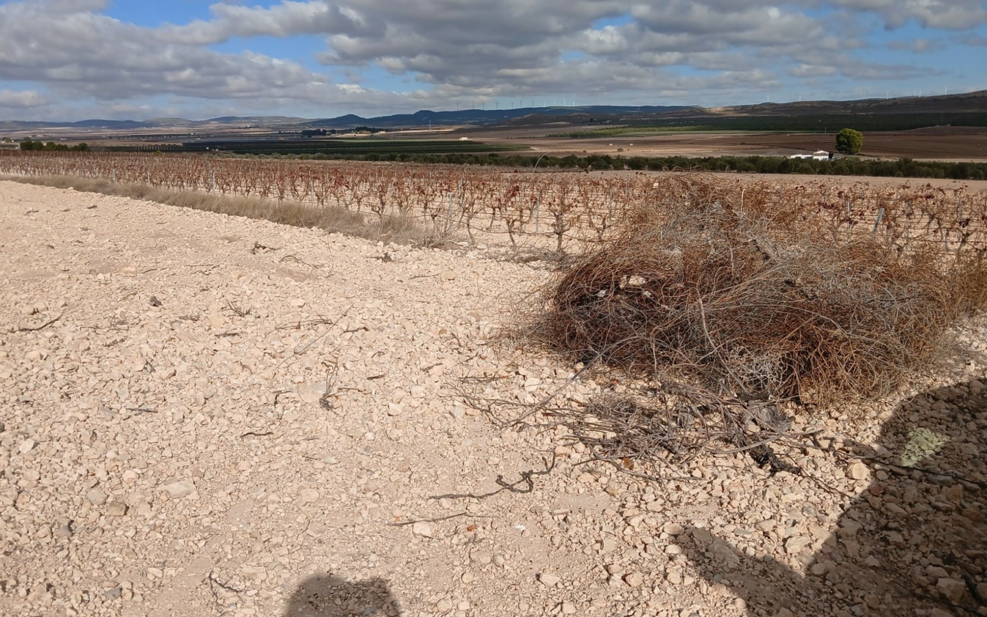 Land In Yecla, Spain (110.312 M² Plot)