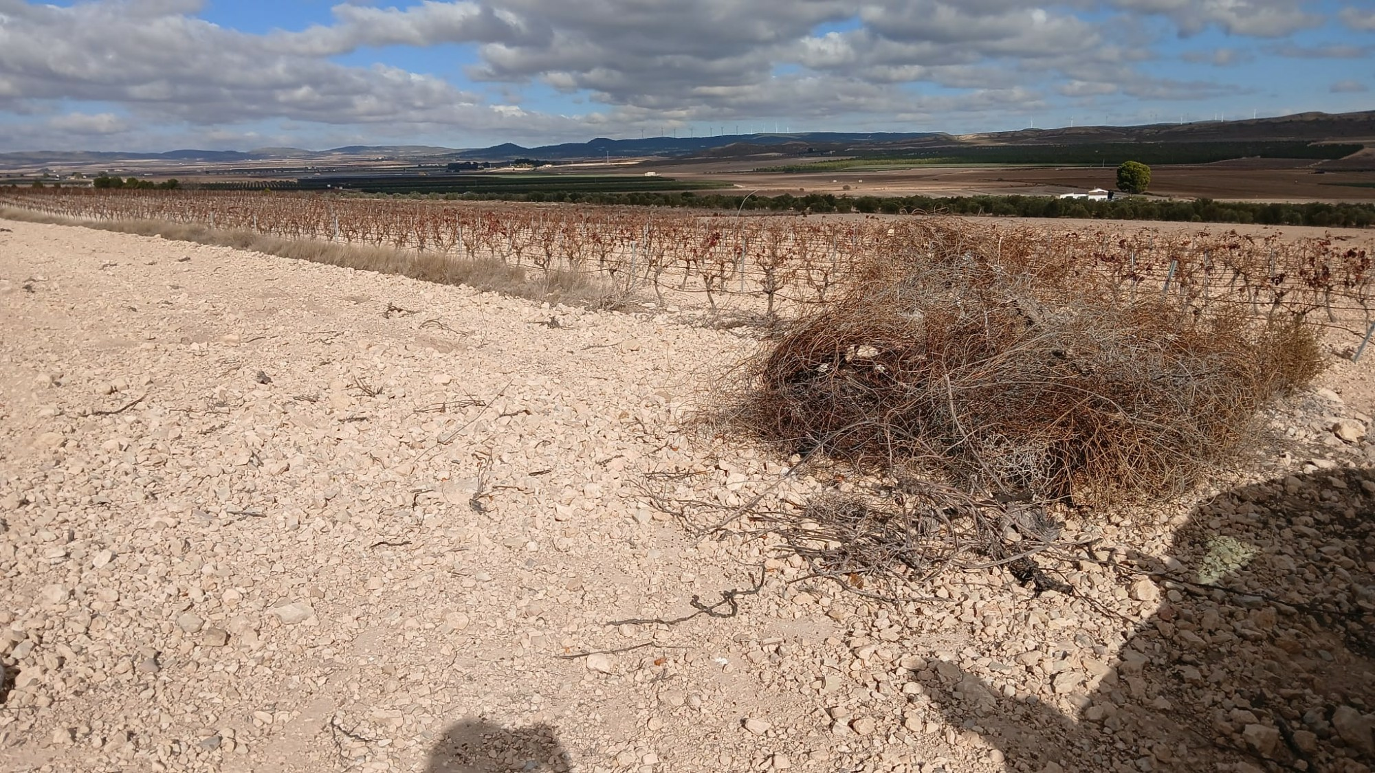 o_1jbka5aaji7ljlf1ekk1qtk4ee2f-34e7f8 Land In Yecla, Spain (110.312 M² Plot)